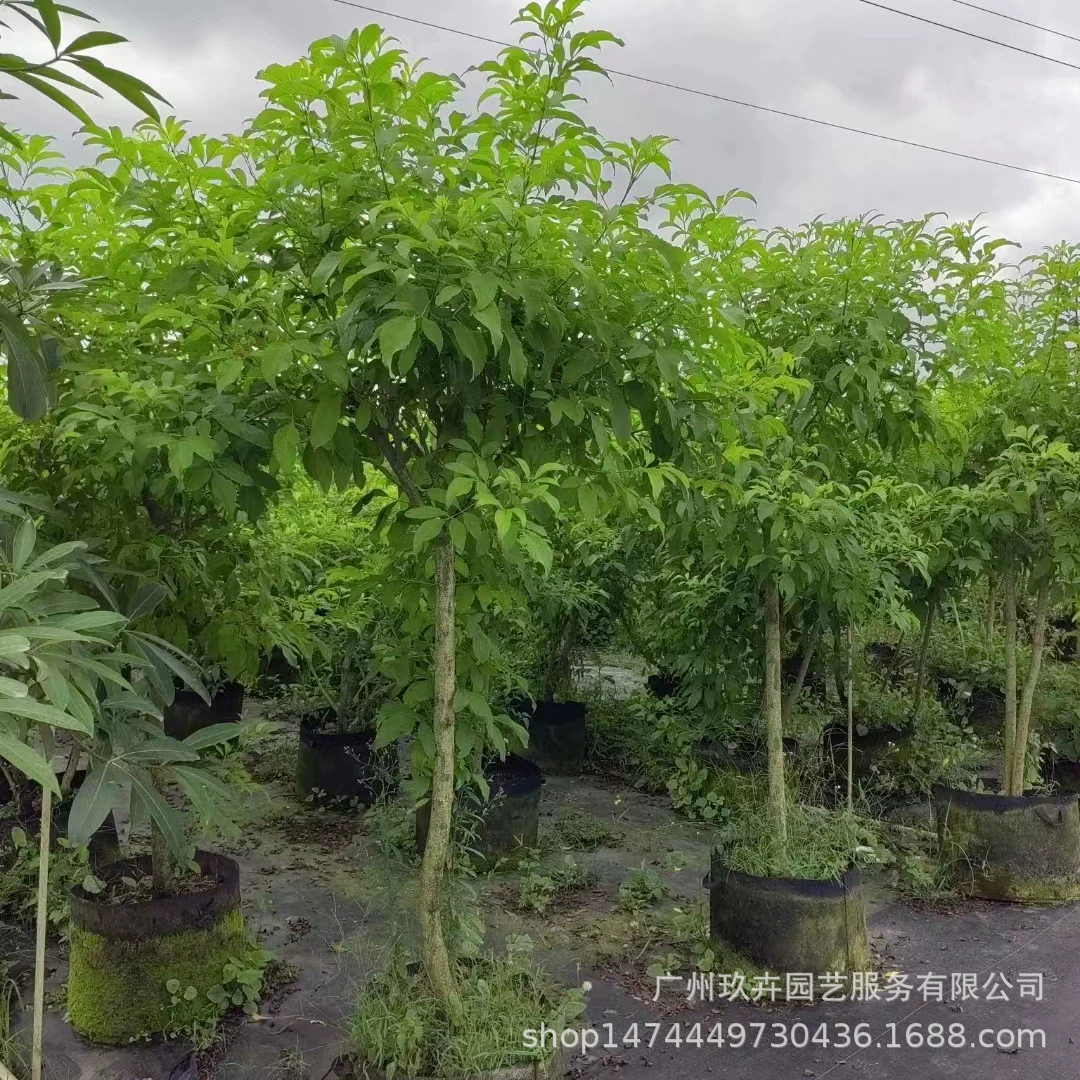 Желтый колокольчик цветок в горшке Многолетние травы цветет много раз в год клумба озеленение двора зеленые растения зеленые кустарники