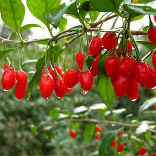 Wolfberry Seedlings Edible Wolfberry Wolfberry Saplings Potted Ground Planting Wolfberry 2-3 Years Seedlings