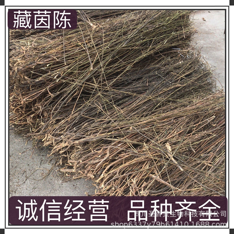 Hidden Yinchen Origin Xizang Whole Yinchen Chinese Medicinal Materials Wholesale Bulk Origin Source One Piece Dropshipping