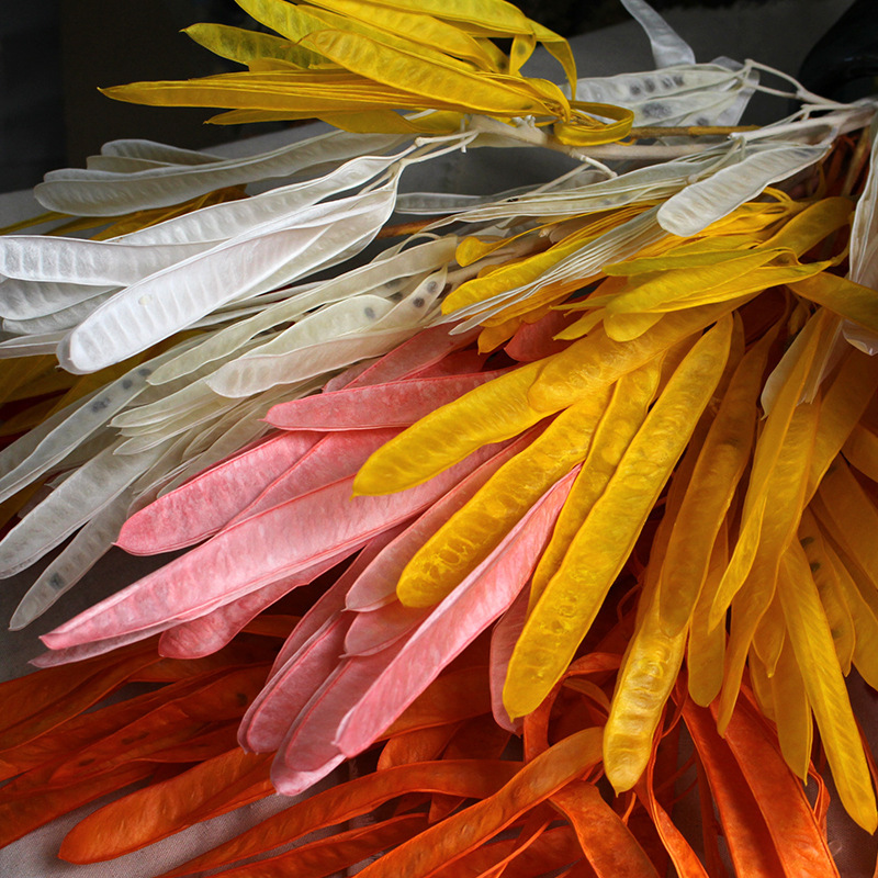 Lentil Everlasting Flower Real Flower Festive Decoration Flower Arrangement with Flowers and Leaves Wedding Soft Decoration Display DIY Flower Material Pod