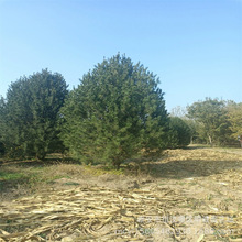 种植基地 规格多样 实地选苗 景区道路园林绿化工程苗 白皮松