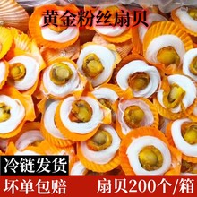 粉丝黄金贝新鲜超大扇贝约200个/件商用冷冻水产烧烤半壳粉丝扇贝