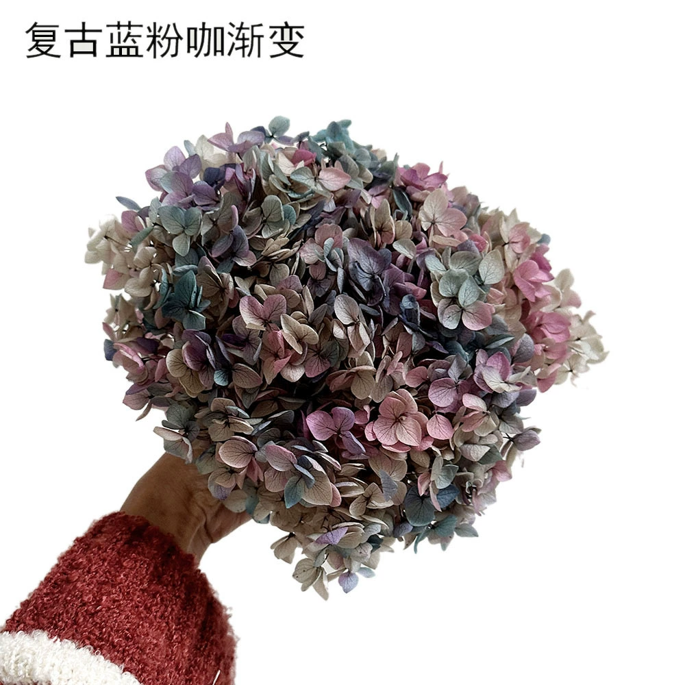 [Вечная Life Flower Hydrangea] Анна Градиентный цвет Лист Hydramid Книга цветов оптом DIY цветочная коробка материал для просмотра