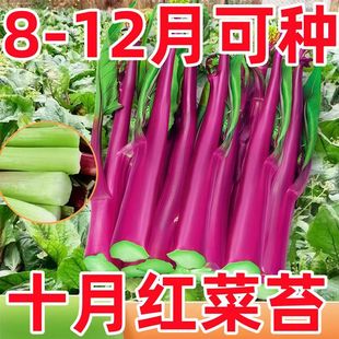 �t��̦�N�Ӽt�������ں�ɽ��̦�N���ͺ������̨�����^���߲˷N��
