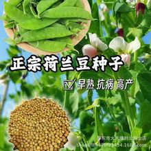 �����m���N�Ӳ��㶹�p���p�A�߮a�ͺ��r���ԷN�ﶬ�����ǲ˷N��