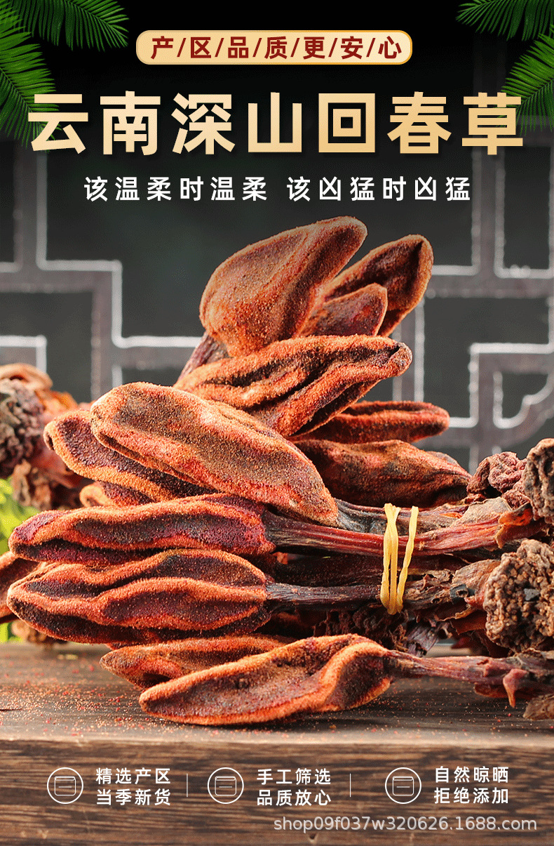 Hui Chun Cao Dried Herb 500g Yunnan Highland Huichuncao Whole Herb for Herbal Wine Infusion specifications