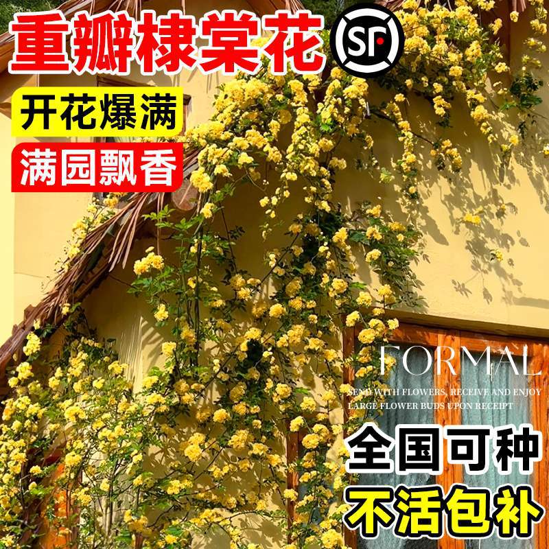 棣棠花重瓣花苗盆栽庭院室内外地栽爬藤植物耐寒攀援花卉四季开花