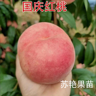 �޽Ӈ��c�t�Ҙ���10�³��������ش���Ҵ������籱�Ϸ��N����Y��