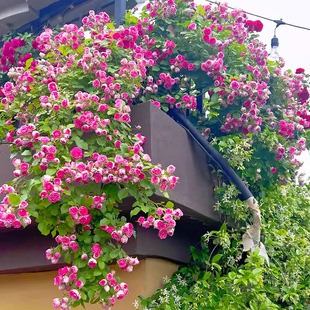 ��֬���¼����ٱ��¼��������̨ͥԺ���^�ڻ�������ֲ��õ�廨��