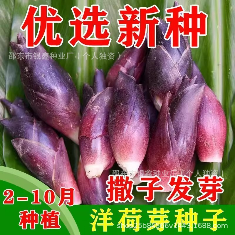 Original Edible Taro Seedlings, Four-Season Vegetables, Taro Shoots, Taro Seeds, Shaanxi Yanghe Taro, Wild Vegetables