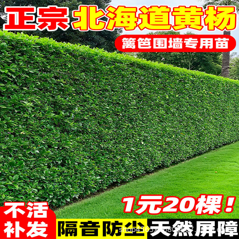 北海道黄杨苗四季常青法国直立冬青树苗绿化庭院围墙耐寒丛生植物
