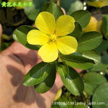 �S��ˮ��ˮ��ˮ��ֲ��ˮ�����ܳ����ӵ�ˮ����Ʒˮ���Jˮ���ݎ���