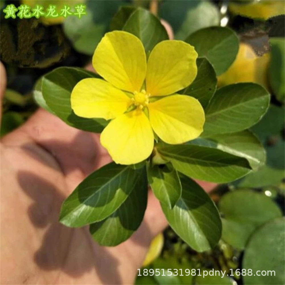 Желтый водный гиацинт, водное растение, гидропонное растение, водный цветок, пруд, река, аквариумные принадлежности, водный гиацинт, водный гиацинт с корнями.