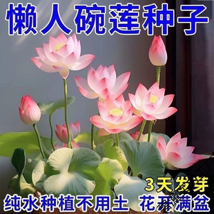 ��ɏ�N�߲������ɫˮ�໨��ˮ�B�ļ�ɏ���ɻ���ɏź�Gֲˮ��ɏ��