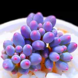 新款超萌玉露多肉室内盆栽多肉植物稀有多肉植物品种