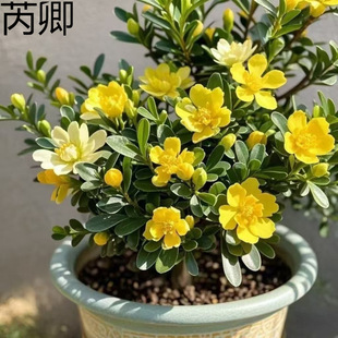 ��Ʒ�ͺ������ļ��_���ذ������҃��⻨���̨���B�辰��ͥԺ����