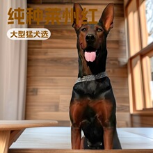 �����R�ݼt�o�lȮ����Ȯ������w�����ʹ���Ȯ����Ȯ��ͥ��HȮ