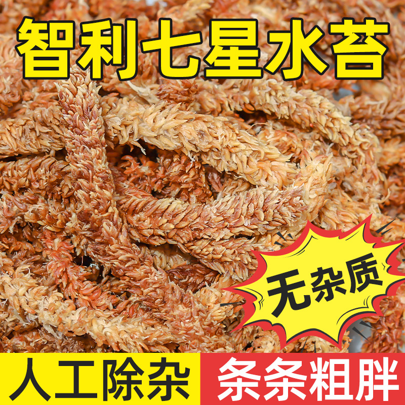 蝴蝶兰毛毛虫水苔 智利进口