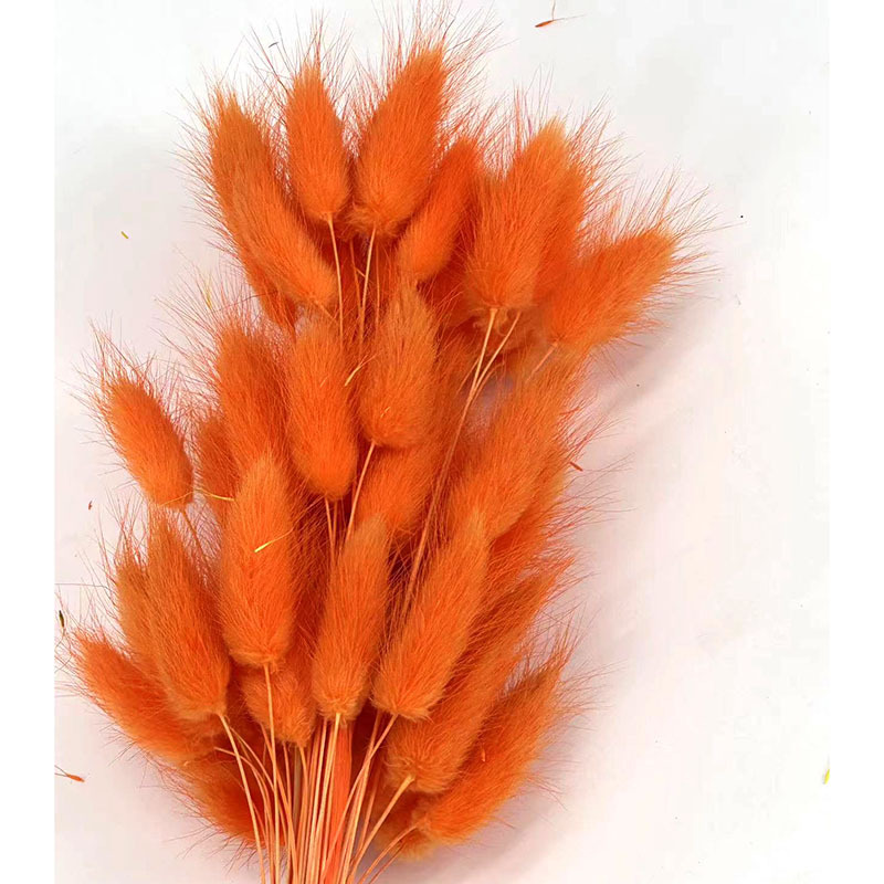 오렌지 토끼꼬리풀