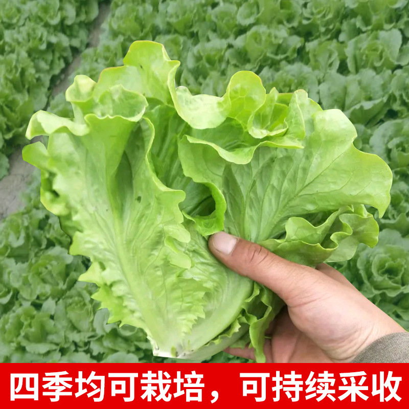 Siembra de lechuga de cuatro estaciones, semillas de lechuga de primavera y verano, semillas de lechuga de crema orgánica, semillas de lechuga de balcón