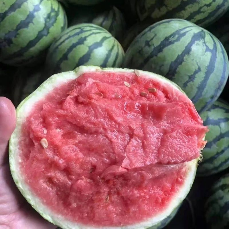 沙窩蘿蔔籽麒麟西瓜8424薄皮西瓜包熟應季水果新鮮甜多汁現摘現發