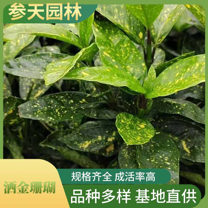 洒金珊瑚 洒金珊瑚批发 高度冠幅30~60公分可选 工程地被草花供应