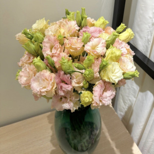 Eustoma Rare Color Yunnan Base Straight Hair Flowers with Long Flowering Period Office Home Water-Raised Flower Arrangement Mix and Match