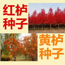 黄栌种子风景树种子红栌种子林木种子彩叶树种子园林绿化树