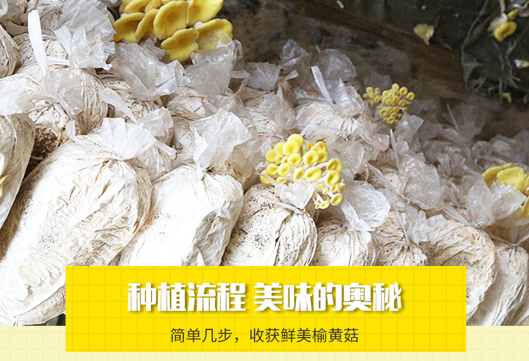 榆黄菇菌种---榆黄菇菌包菌棒6斤_9.jpg
