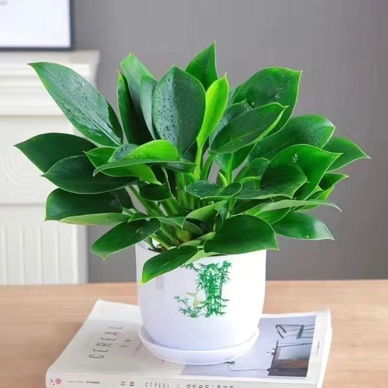 3개의 황금 다이아몬드 20-30CM+대나무 냄비+비료