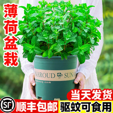 �������Կ�ʳ�����ֲ���҃ȾGֲ�����Ե���ˮ�����ʱ�����N����