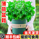 薄荷盆栽可食用驱蚊植物室内绿植花卉迷迭香水培柠檬薄荷苗种子籽