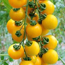 黄色樱桃番茄种子金灿灿圣女果小西红柿种孑四季菜园阳台盆栽菜籽