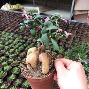 �˅���� ������ �K�������� �Π�� �k����С�茍��