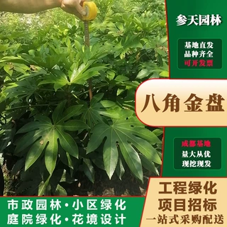 八角金盘批发高度冠幅30~60公分可选工程绿化苗基地市政园林绿化