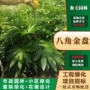 基地高度工程市政绿化苗