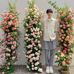 蔷薇花苗藤本月季特大花树庭院爬藤植物阳台花卉玫瑰盆栽四季开花