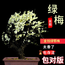 绿梅花盆栽老桩盆景耐寒植物庭院阳台绿萼梅花绿花原生红梅树苗