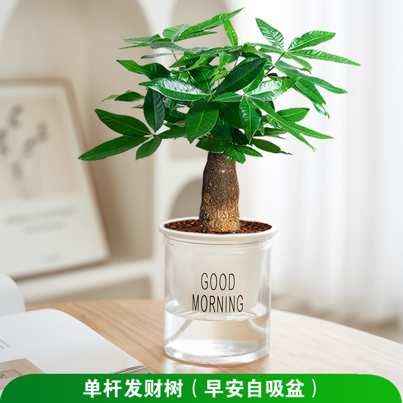 머니트리(굿모닝 냄비) + 영양액