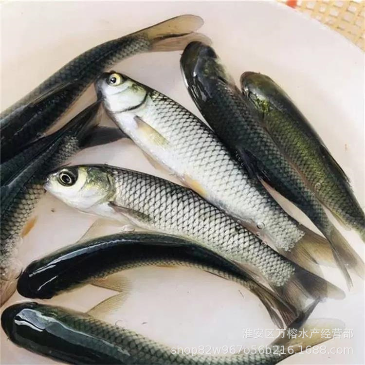 草鱼苗