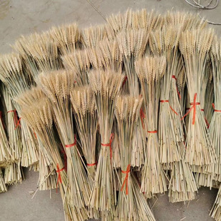 Wheat Ear Dried Flowers Wholesale Net Red Opening Barley Flower Basket Mall Eternal Flowers bouquet Golden Yellow Wheat Ear Rice Ear Dried Flowers