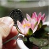 Mini Water Lily with Flowers Black Black Beauty Family Potted Hydroponic Plants Four Seasons Flower Bowl Lotus Root Block