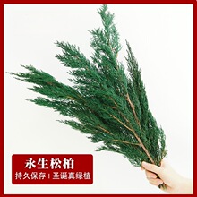 侧柏花干花保鲜花装饰花材圣诞搭配云南工厂直销批发手工花永生花