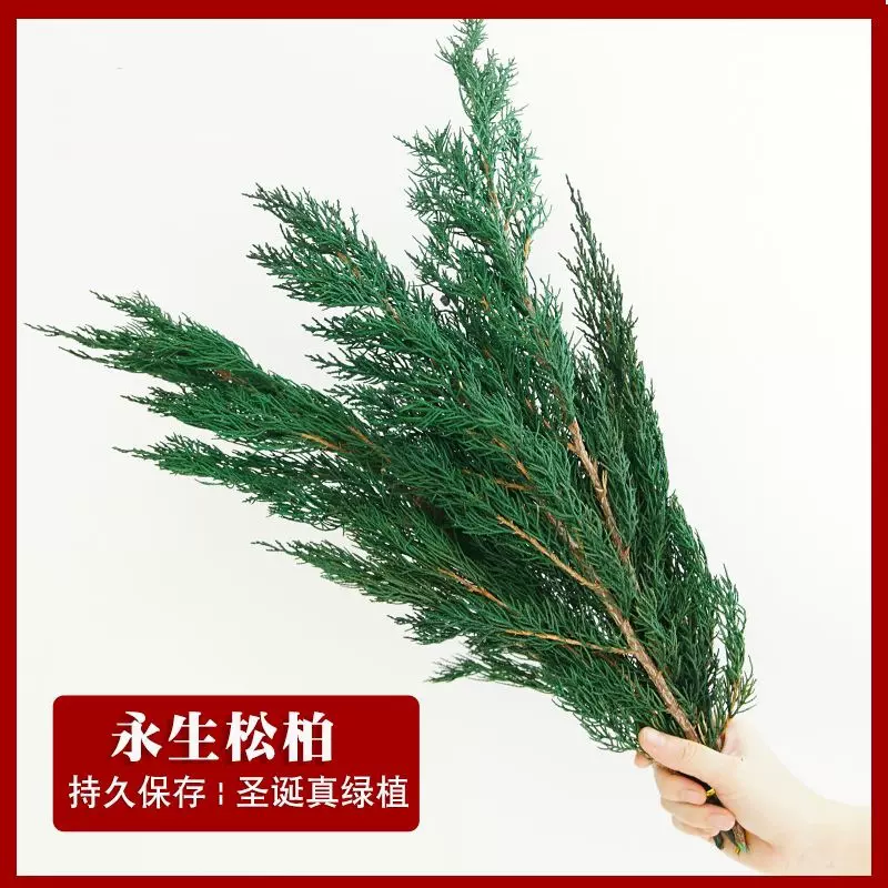 侧柏花干花保鲜花装饰花材圣诞搭配云南工厂直销批发手工花永生花