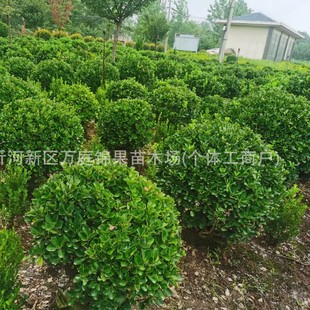 ���~�������ļ������ͺ��S��ֲ�ﻨ������ͥԺ�����h�ʾG���f����