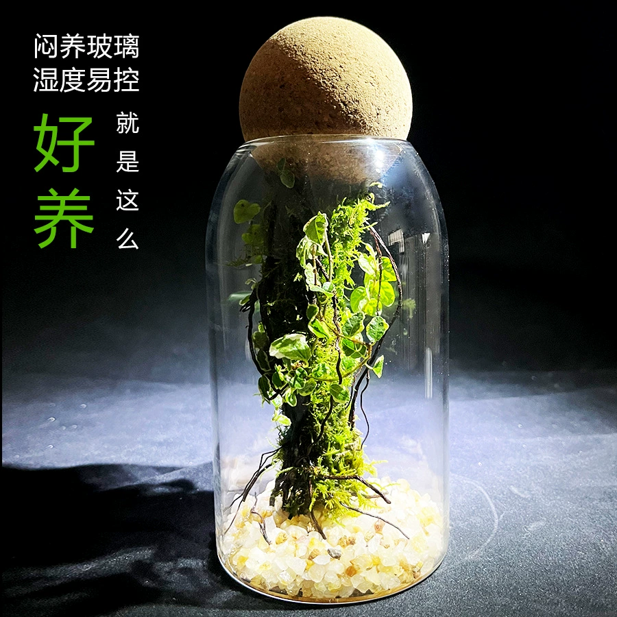 [Экологическая бутылка Avatar] Микро-пейзаж Цветок Лист Дождь Растение Экологическая бутылка Внутренний настольный балкон Пейзажный орнамент