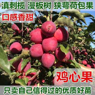 �޽�С�O�����u�Ĺ������\�����������Ϸ������Nֲ���Կ���������
