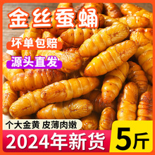 金丝蚕蛹鲜活新鲜冷冻5斤山东特产黄金蝉蛹油炸小桑蚕蛹商用烧烤