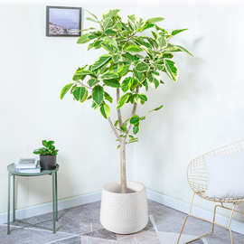 厂家批发双层花盆仿陶瓷创意塑料花盆绿植盆大号种植盆假树装饰盆