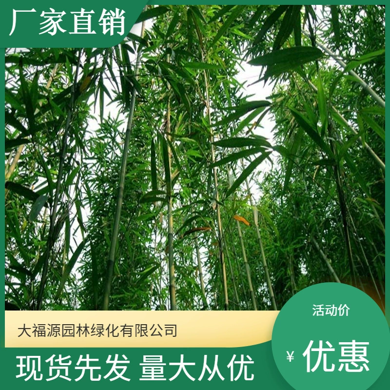 [Базовая оптовая продажа] Большое количество Скидка Чай Сушеный бамбуковый саженец Живописный район Ландшафтный дизайн Дорожный сад Проект Озеленение рассады